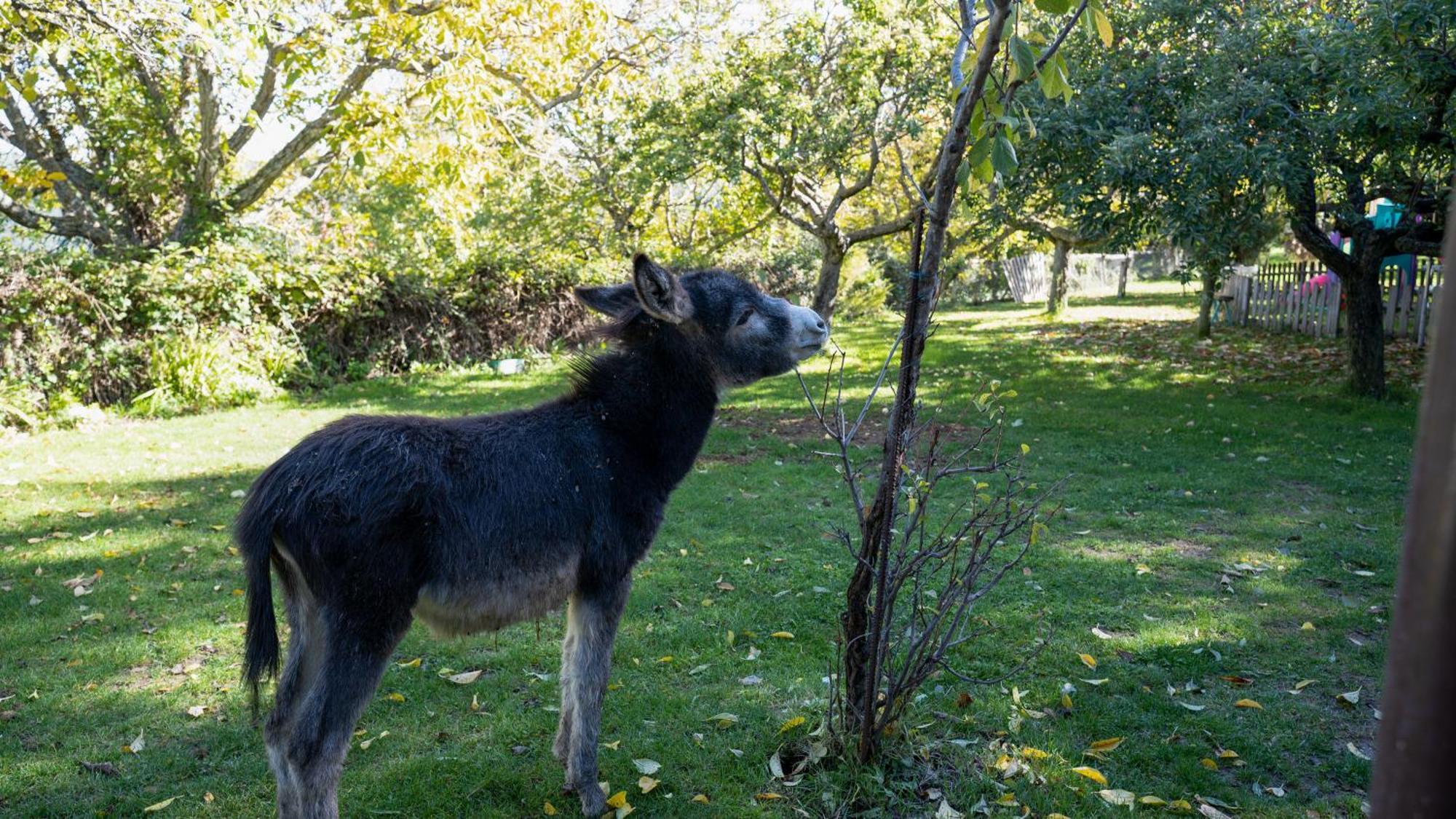 Penzion El Zarzal Horche Exteriér fotografie
