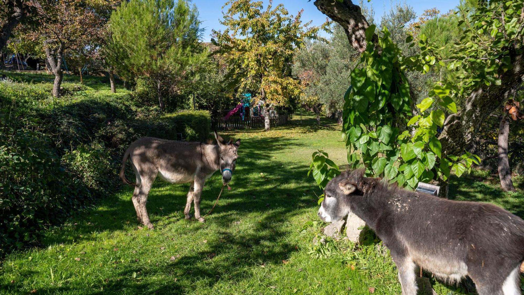 Penzion El Zarzal Horche Exteriér fotografie